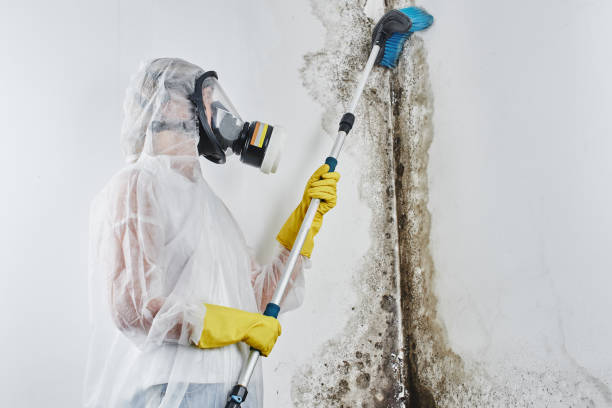 Best Industrial Mold Remediation  in Landis, NC