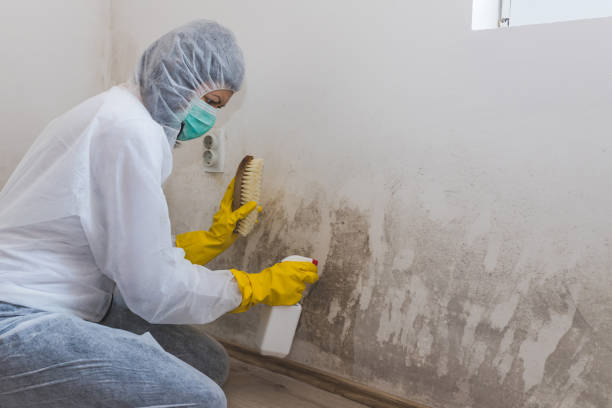 Best Mold Odor Removal Services  in Landis, NC