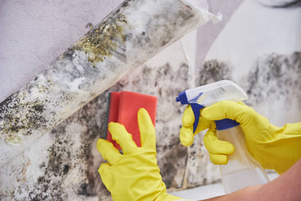 Best Black Mold Removal  in Landis, NC